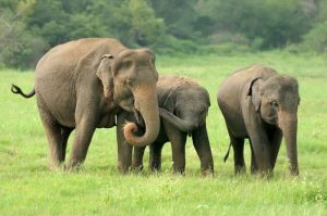 Gajah Asia dan anaknya