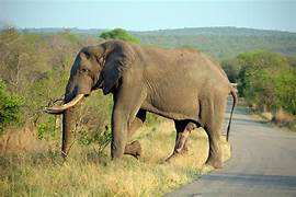 Gajah Afrika 